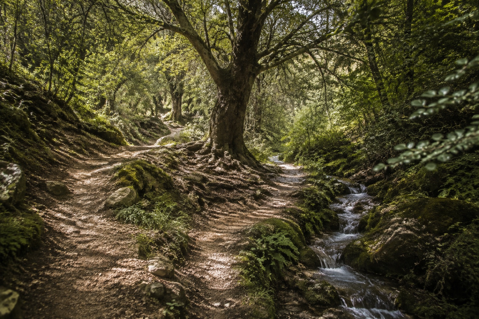 Un sentiero nel bosco si divide attorno a un grande albero, accanto a un piccolo corso d’acqua.