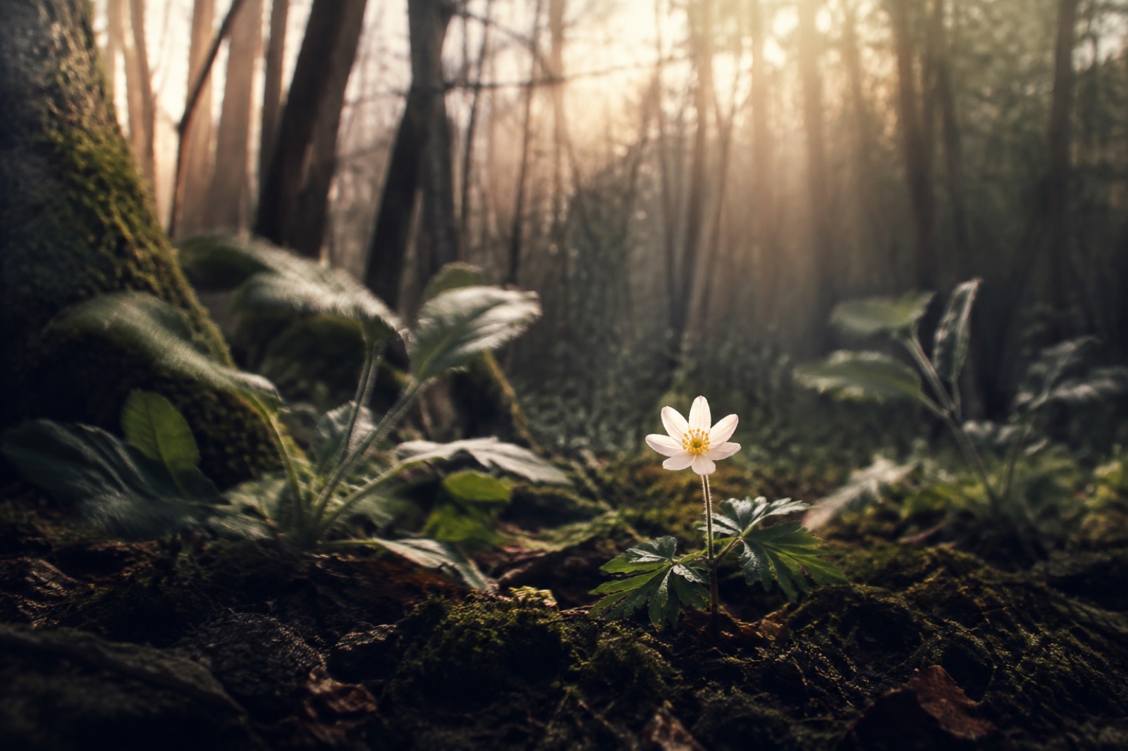 Un fiore selvatico bianco sboccia sul suolo del bosco tra foglie mosse dal vento.