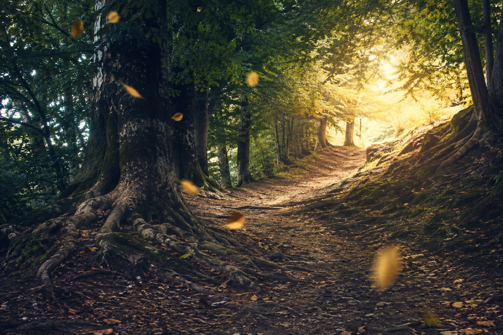 Un sentiero serpeggia dal bosco in ombra verso una radura luminosa, tra foglie trasportate dal vento.